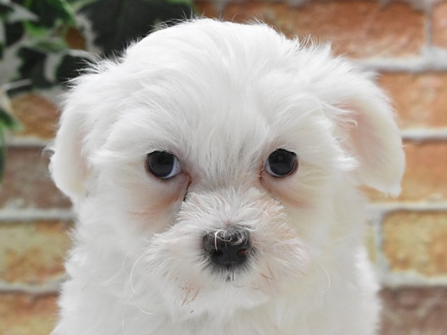 静岡県のハーフ犬・ミックス犬 (ペッツワン浜松雄踏店/2024年10月26日生まれ/男の子/ホワイト)の子犬